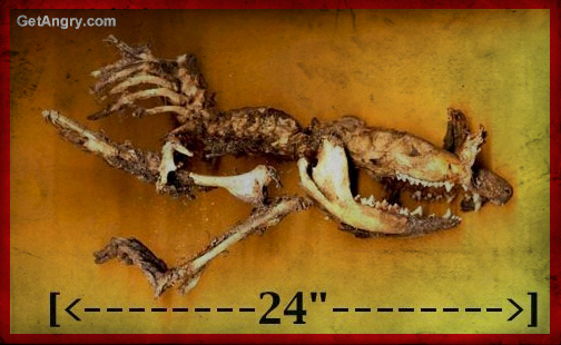 Berkshire Mountain Monkey Remains